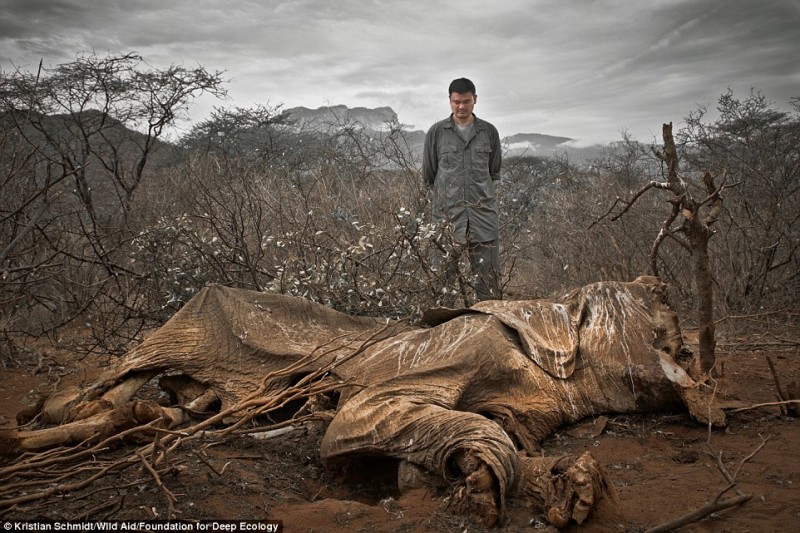 Слон, убитый браконьерами. Охотники оставили его гнить. 