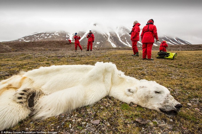Белый медведь, вынужденный голодать до смерти в Свалварде, Норвегия. 