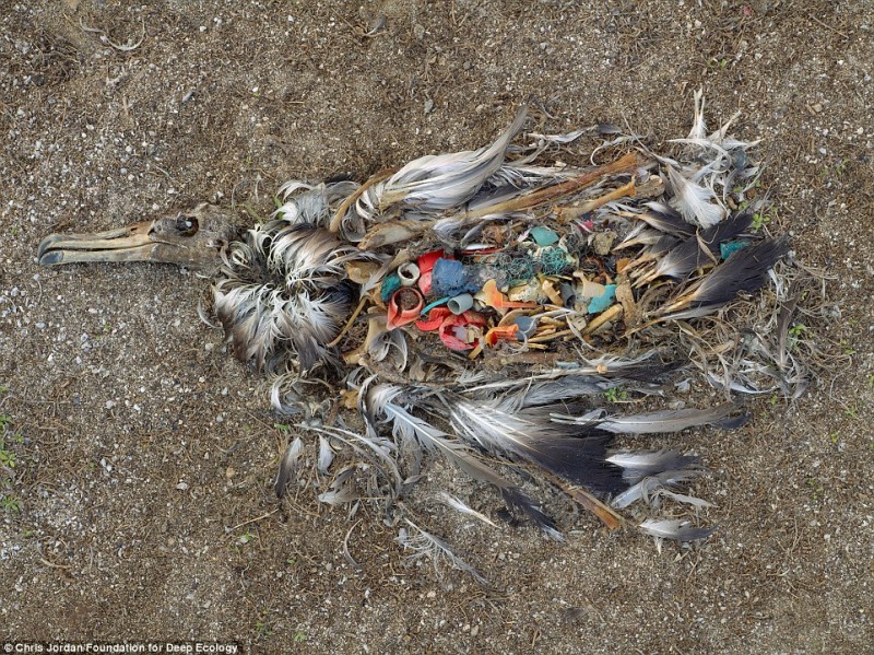 Мертвый альбатрос разрывается изнутри от мусора.