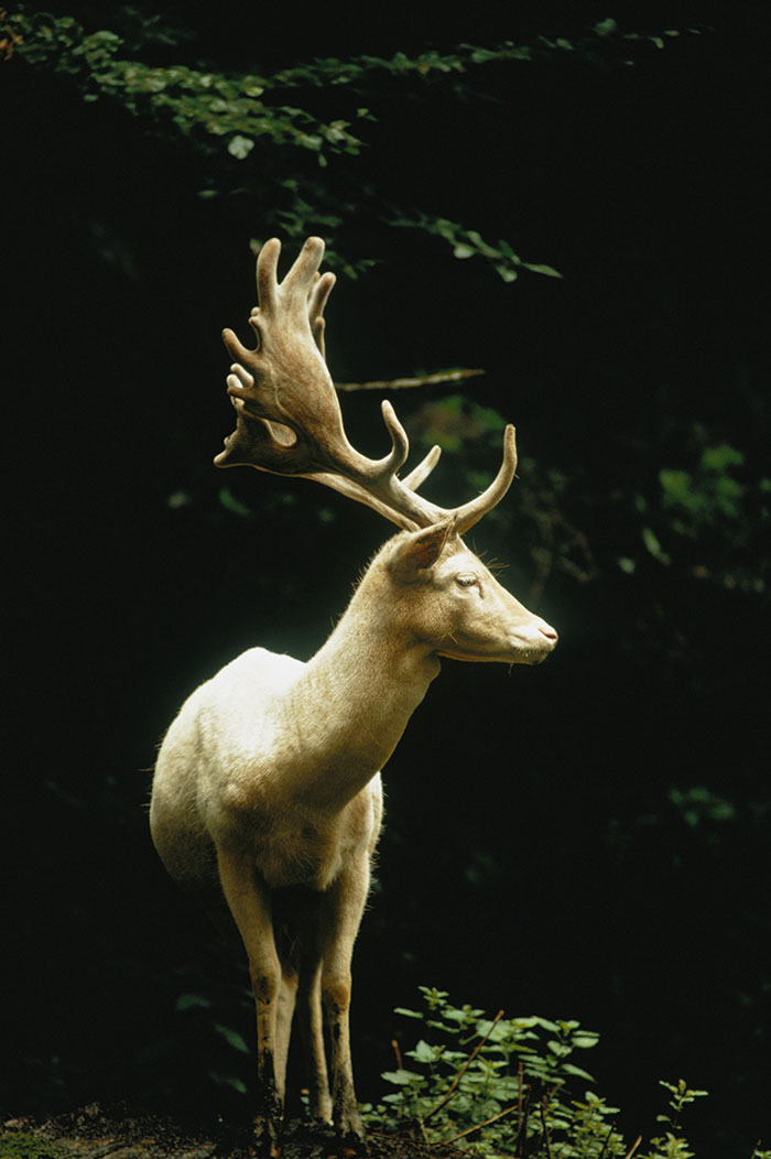 Белый олень в лесах Швейцарии, 1973