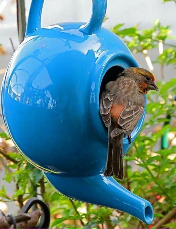 Такие чайнички могут быть прекрасным домом для птиц