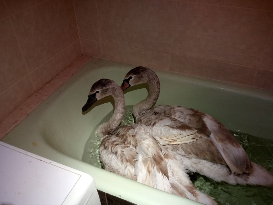 На несколько дней лебедям любезно предоставили обычную квартирную ванну