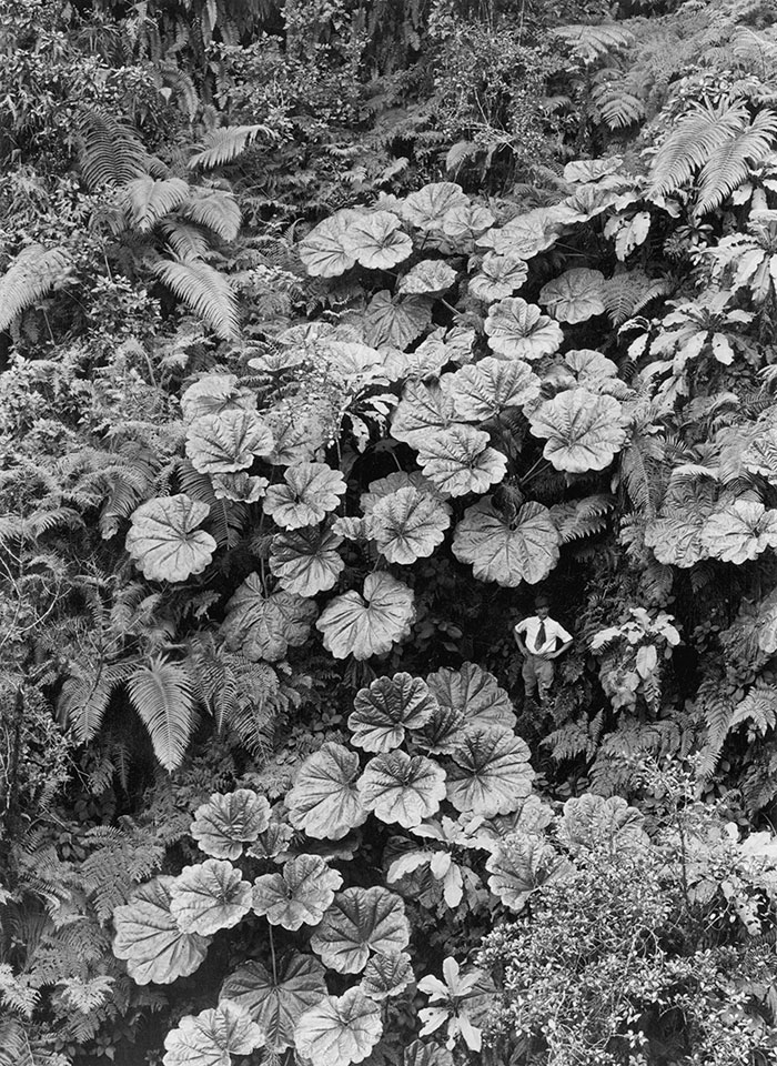 Мужчина скрывается под листьями Апа-Апа на Гаваях, 1924