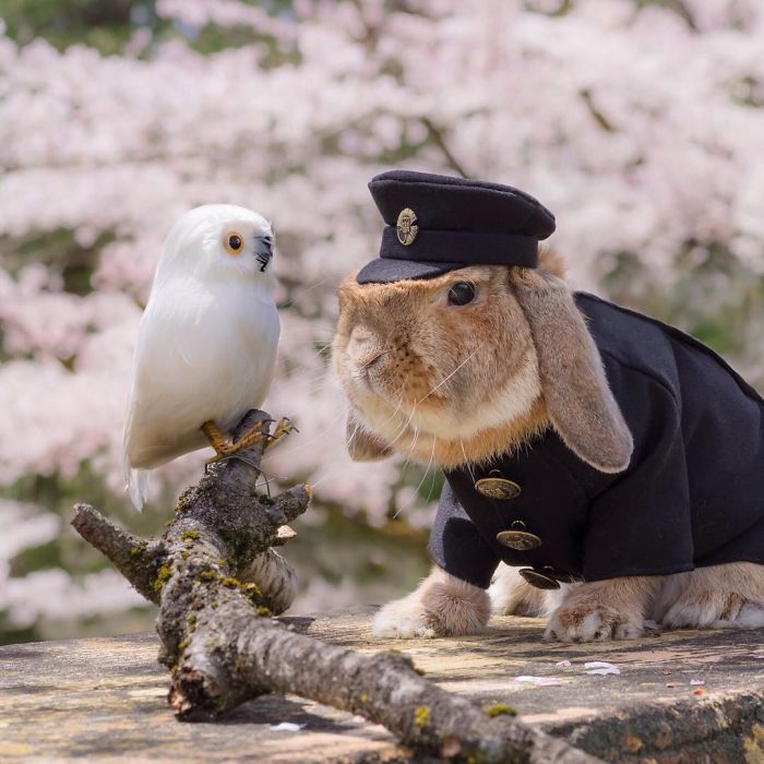 Самый модный кролик в сети: у него столько образов, что любая двушка будет завидовать (ФОТО)