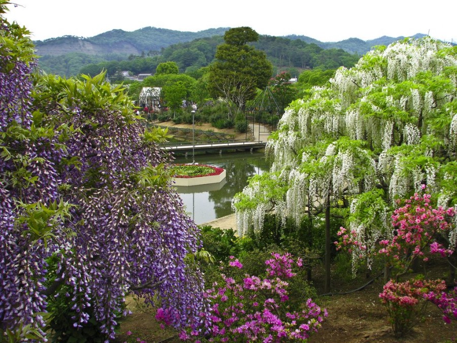 В парке цветов Асикага особенности много голубых, белых и розовых глициний, а также желтого ракитника