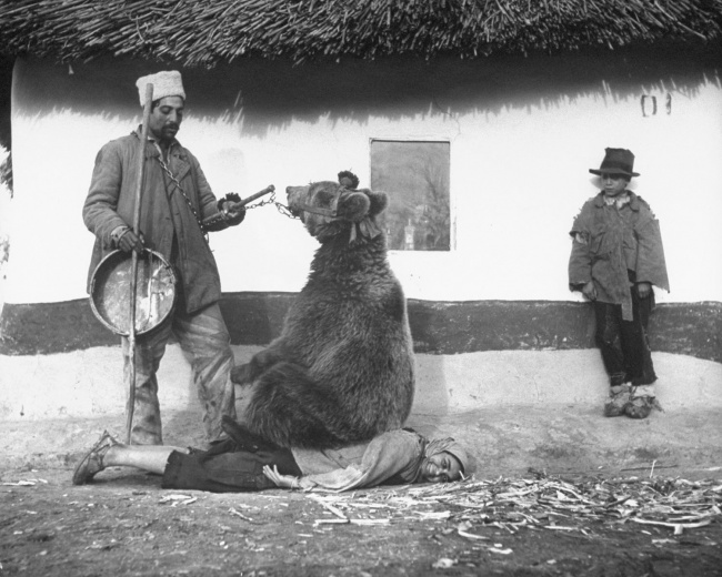 Лечение спины медведем. Румыния, 1946.
