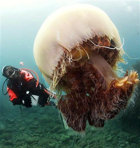 Медуза-переросток