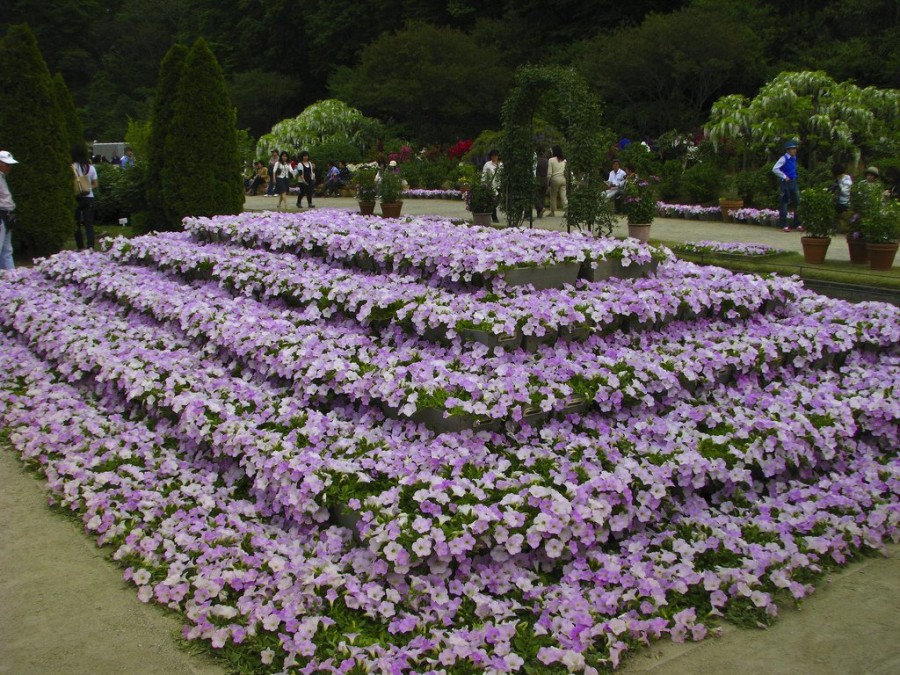 Асикага считается одним из лучших мест для просмотра цветущей глицинии в Японии