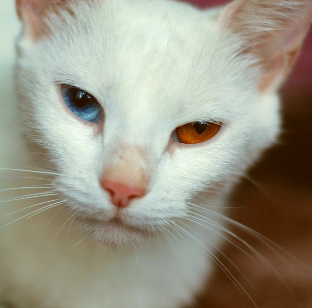 Кошка с разноцветными глазами