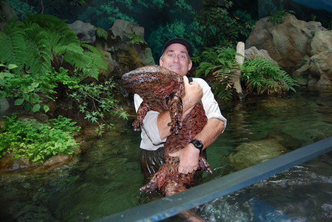Такие вот саламандры водятся в Китае. Туристы, как видно, с ними охотно фотографируются.