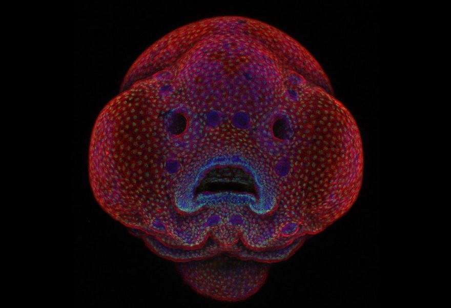 Четырехдневный эмбрион рыбки