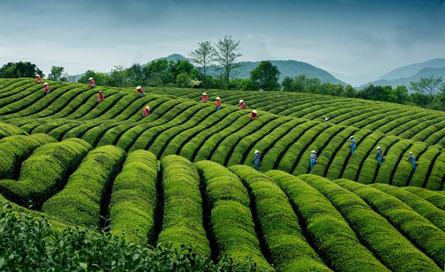 Сбор чая, Китай