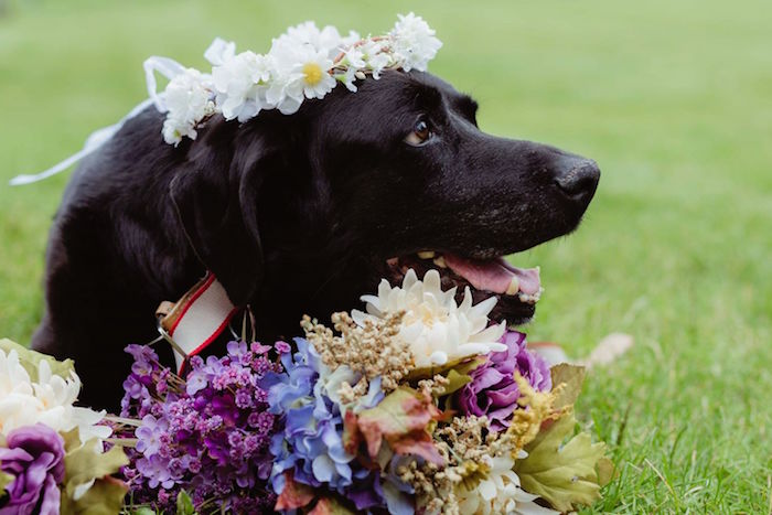 Все из-за того, что на свадьбе Келли был один особенный гость — ее любимый пес и лучший друг Чарли.