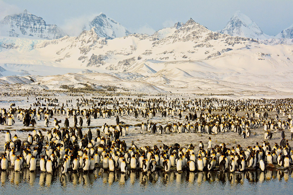 Тысячи королевских пингвинов в Южной Георгии. 
