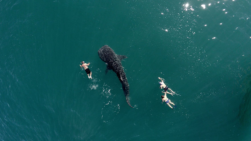 Китовая акула и туристы.
