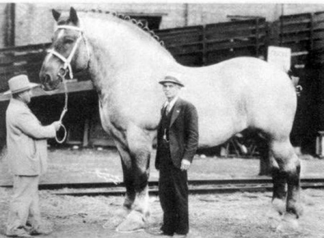 Самая большая лошадь в мире, 1928.