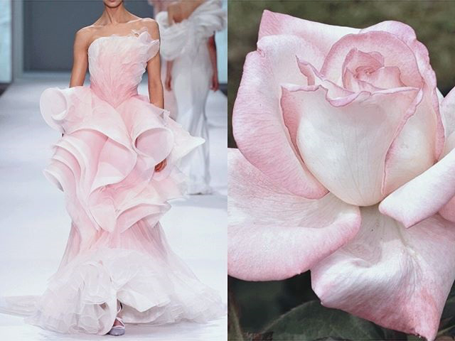 Ralph & Russo S/S 2015 Couture. Photo via ralphandrusso.com • & • Pale pink rose. 