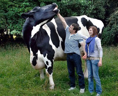 Корова голштино-фризской породы. Почти два метра в высоту!