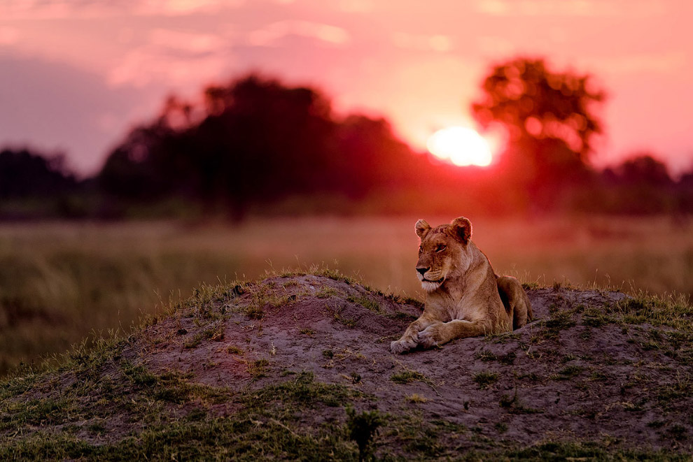 Львица на закате. Дельта Окаванго, Ботсвана.