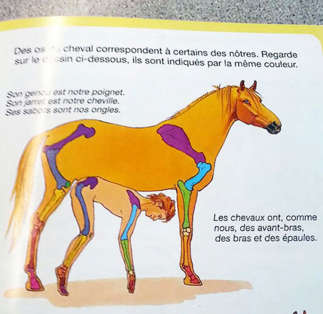 В этом учебнике сравнивают кости лошади и человека.