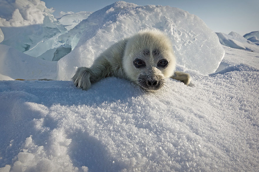 Фотограф Алексей Трофимов уже три года питался сделать хороший кадр тюленей