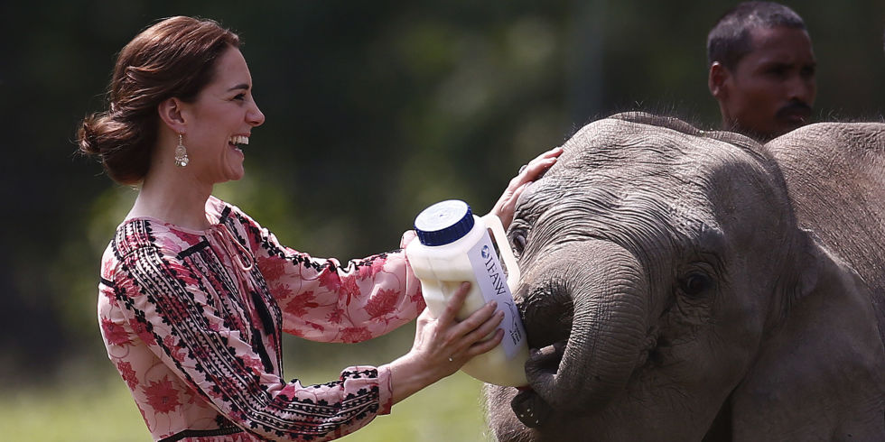 Кейт Миддлтон кормит слона молоком