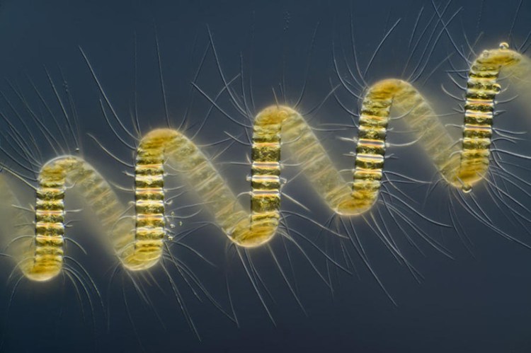 Колониальный организм планктона — Chaetoceros debilis
