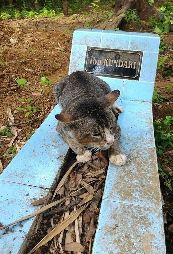 Этот Котико (настоящее его имя не известно) уже год сидит на могиле после смерти своей хозяйки