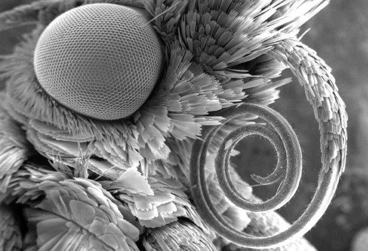 Изображение моли, вид головы сбоку. Ее глаз составляет около 800 микрон в ширину. 
