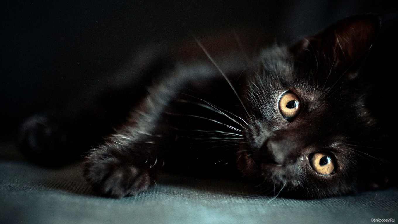 Черный кот на Хэллоуин 