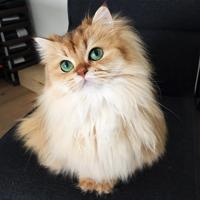 Смузи - супер фотогеничная кошка
