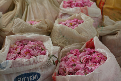 В наши дни из примерно 3 с половиной тонн цветков получают килограмм розового масла по цене 4 тысячи 500 евро. 