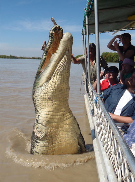 Брутус, гигантский крокодил (5.50 метров). 