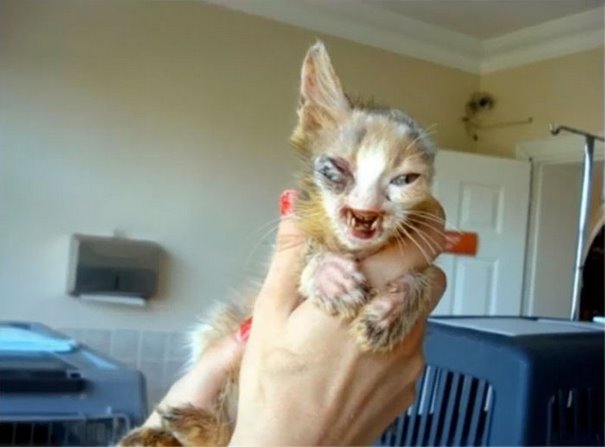 Котика, конечно же, сразу отнесли в ветеринарию для обследования и лечения