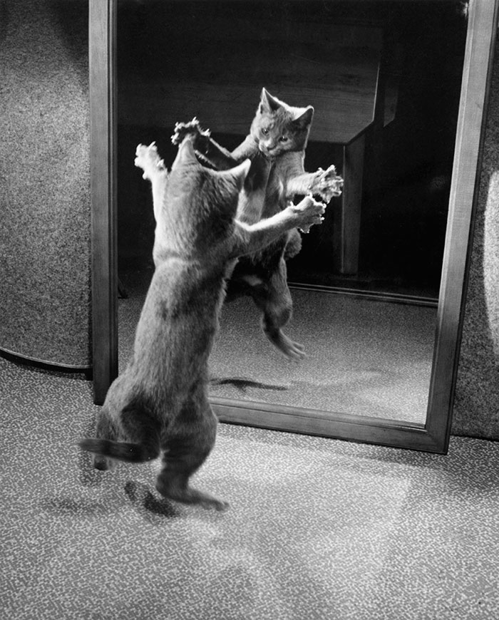 Котик играет со своим отражением в зеркале, 1964