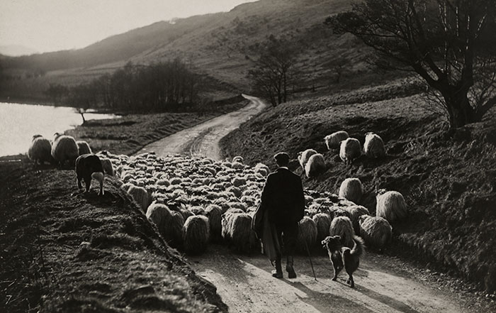 Мужчина ведет своих овец на пастбище, Шотландия, 1919