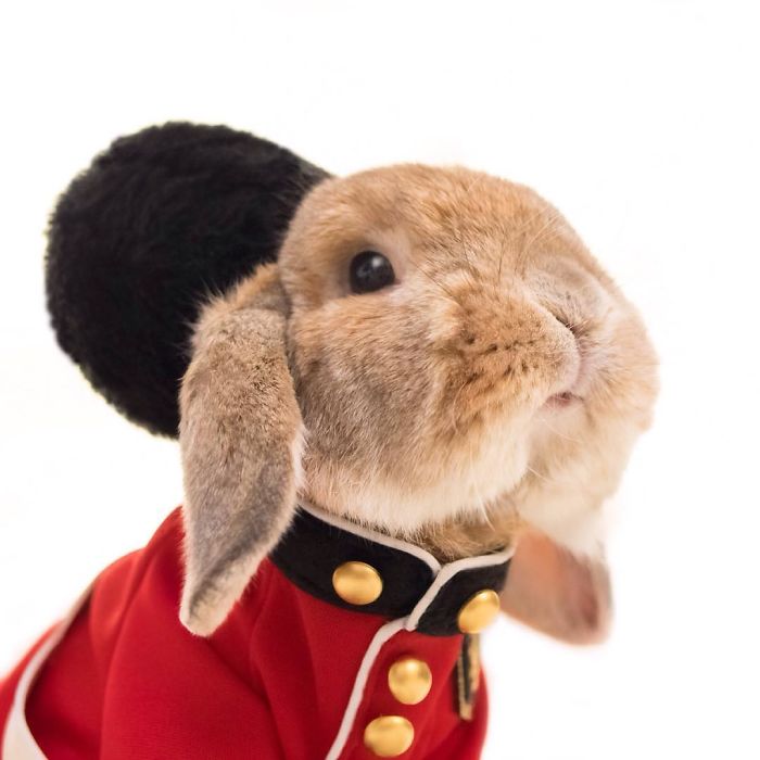 Самый модный кролик в сети: у него столько образов, что любая двушка будет завидовать (ФОТО)