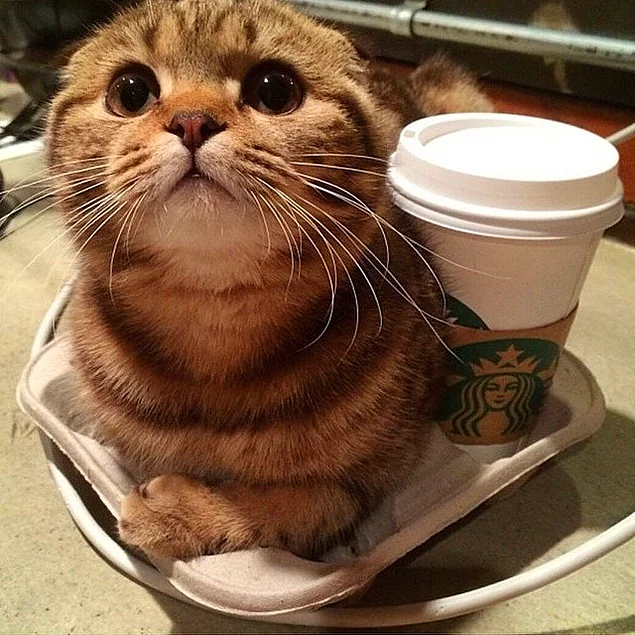 "Мое утро не начнется, пока я не выпью кофе в Старбакс"