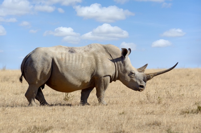11. Рог носорога — $110 за грамм
