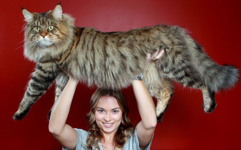 Руперт, гигантский кот.