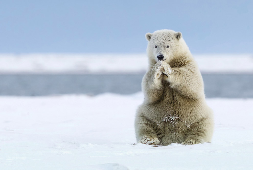 Аляска. Для того чтобы поймать добычу, белым медведям необходимы ледники, а они, как известно, стремительно тают.