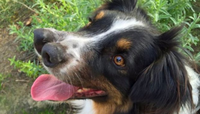 Необычный пес, у которого два носа: как его спасли от усыпления