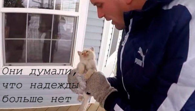 История о бедном котенке, которого в последний момент удалось спасти от обморожения