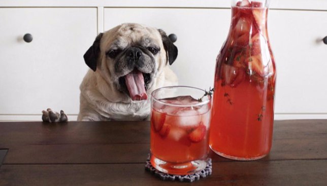 17 фотографий самого стильного мопса в instagram: по совместительству бармена