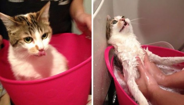 До и после: животные, которые героически выдержали пытку водой и шампунем (Фото)