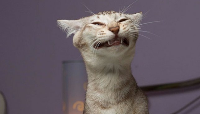29 смешных фотографий животных, когда они питались улыбнутся на камеру