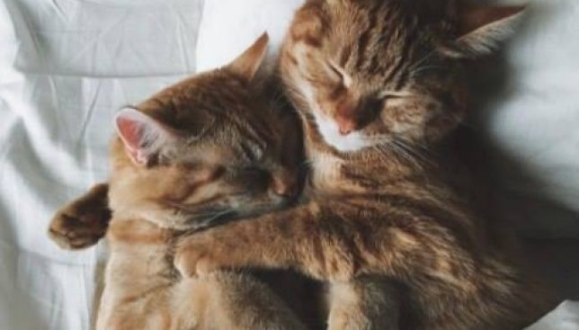 Влюбленные коты: милые фотографии, как они проводят 14 февраля