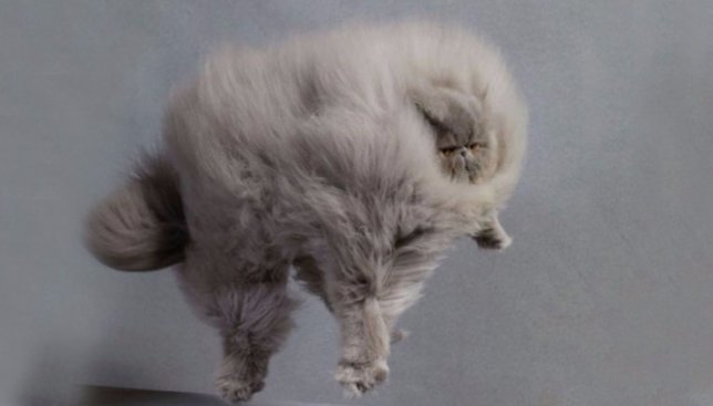 Самые пушистые коты в мире: смешные фото