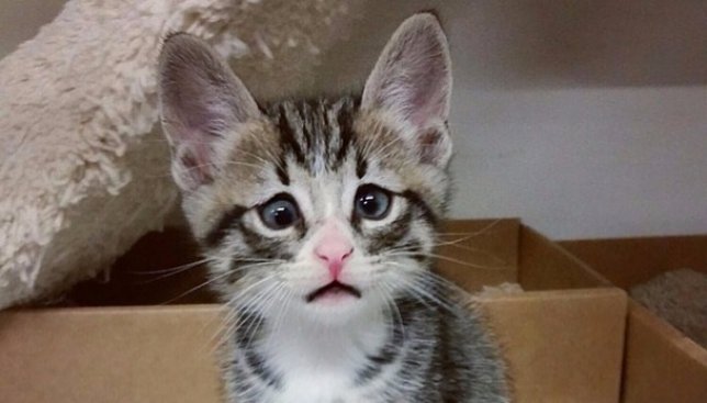 10 фотографий вечно обеспокоенного кота, который стал звездой instagram