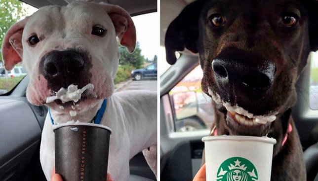Счастье для собак из приюта: как с помощью кофе из Starbucks они находят новый дом (Фото)